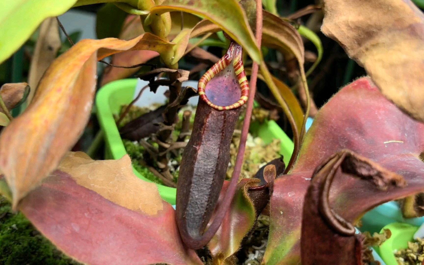 食虫植物 熔岩猪笼草展示