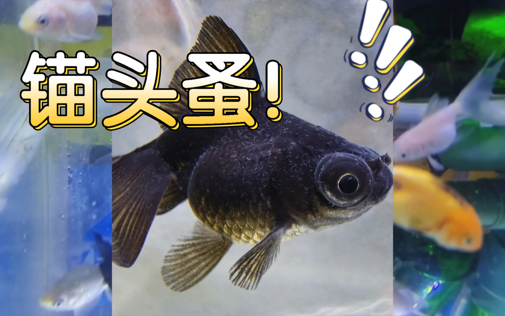 啊啊啊啊啊!金魚魚病錨頭蚤!