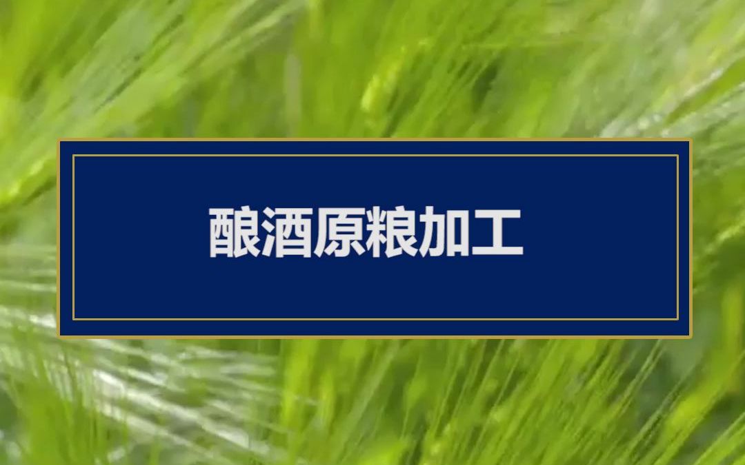 [图]一粒酿酒原粮要被粉碎至4-8瓣，才能用来酿酒。只有严苛的原粮处理工艺和标准，才能萃取出青稞中的精华。