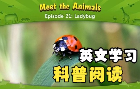 动物英文科普阅读Ladybug(瓢虫)哔哩哔哩bilibili