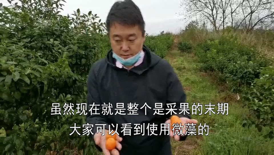 微藻在柑橘上的应用效果哔哩哔哩bilibili