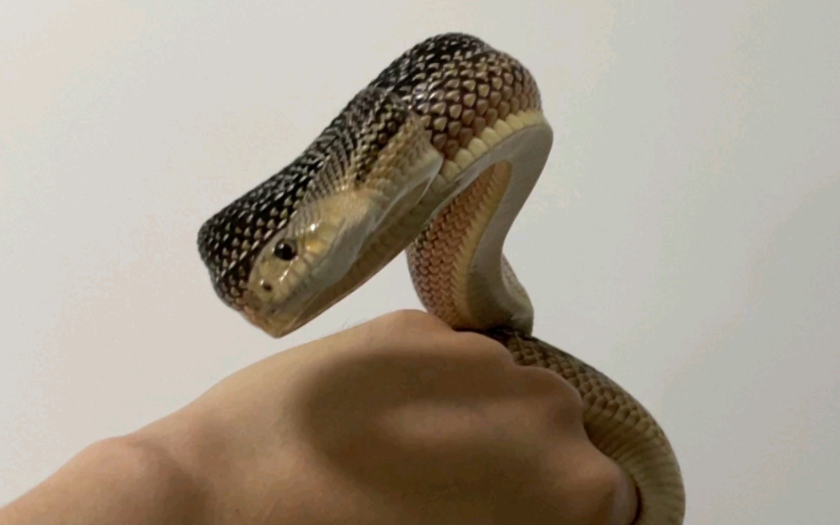 一起安静欣赏松林蛇的野性美