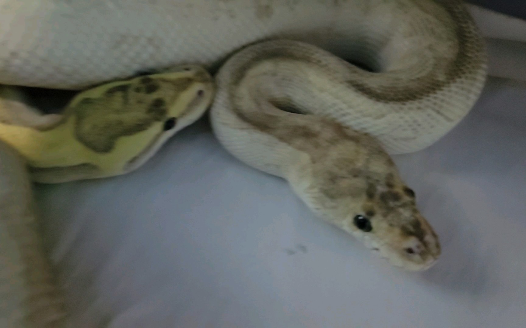 【球蟒&入洞房】