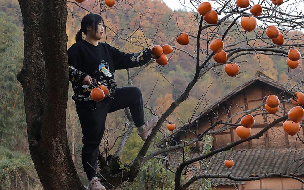 愿大家在新的一年里,万柿如意,柿柿顺心哔哩哔哩bilibili