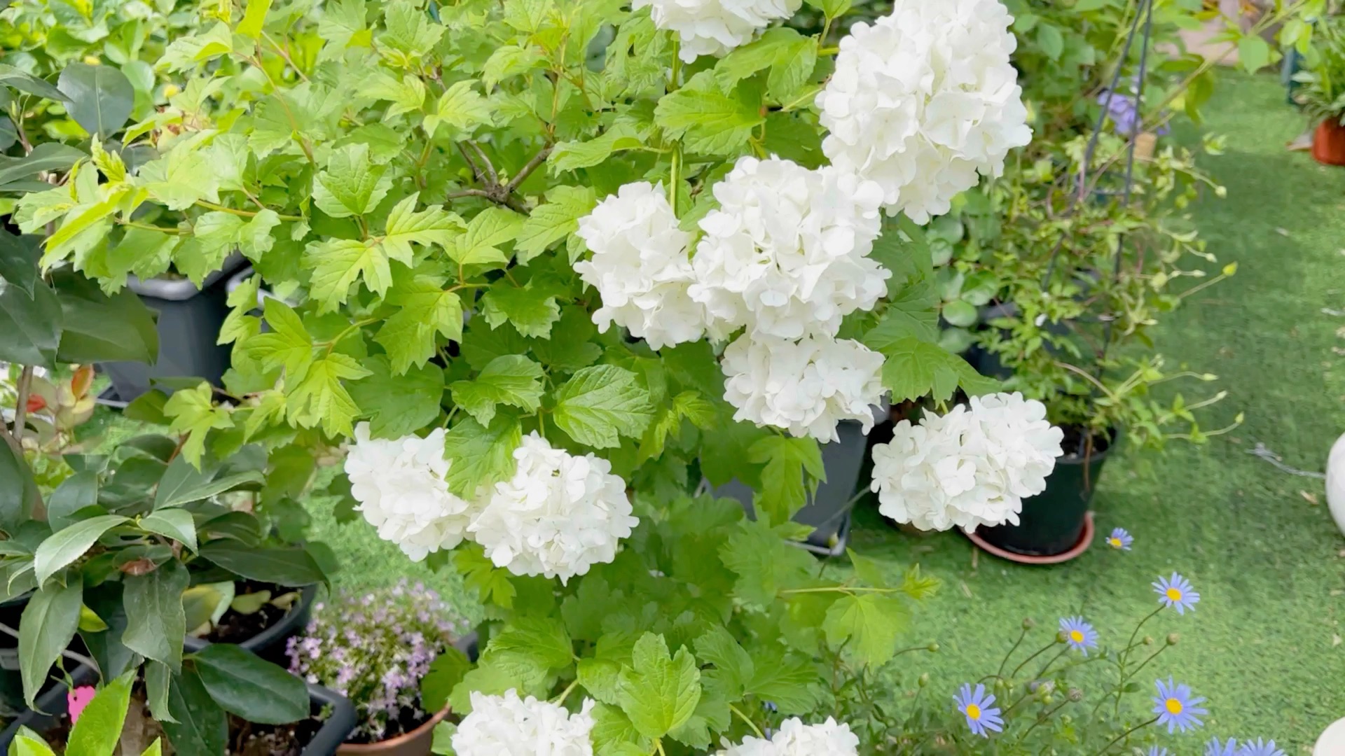 欧洲木绣球～玫瑰,筷子苗的第三年