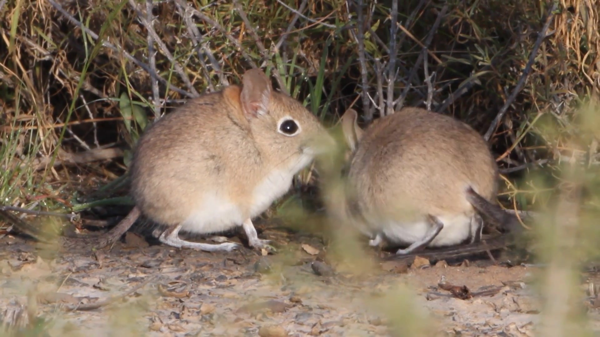 象鼩elephantshrew