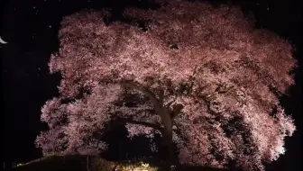 “人生落花万千，爱只是其中一阵风”