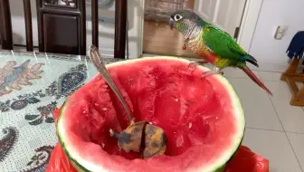 【动物观察】小太阳鹦鹉爱西瓜