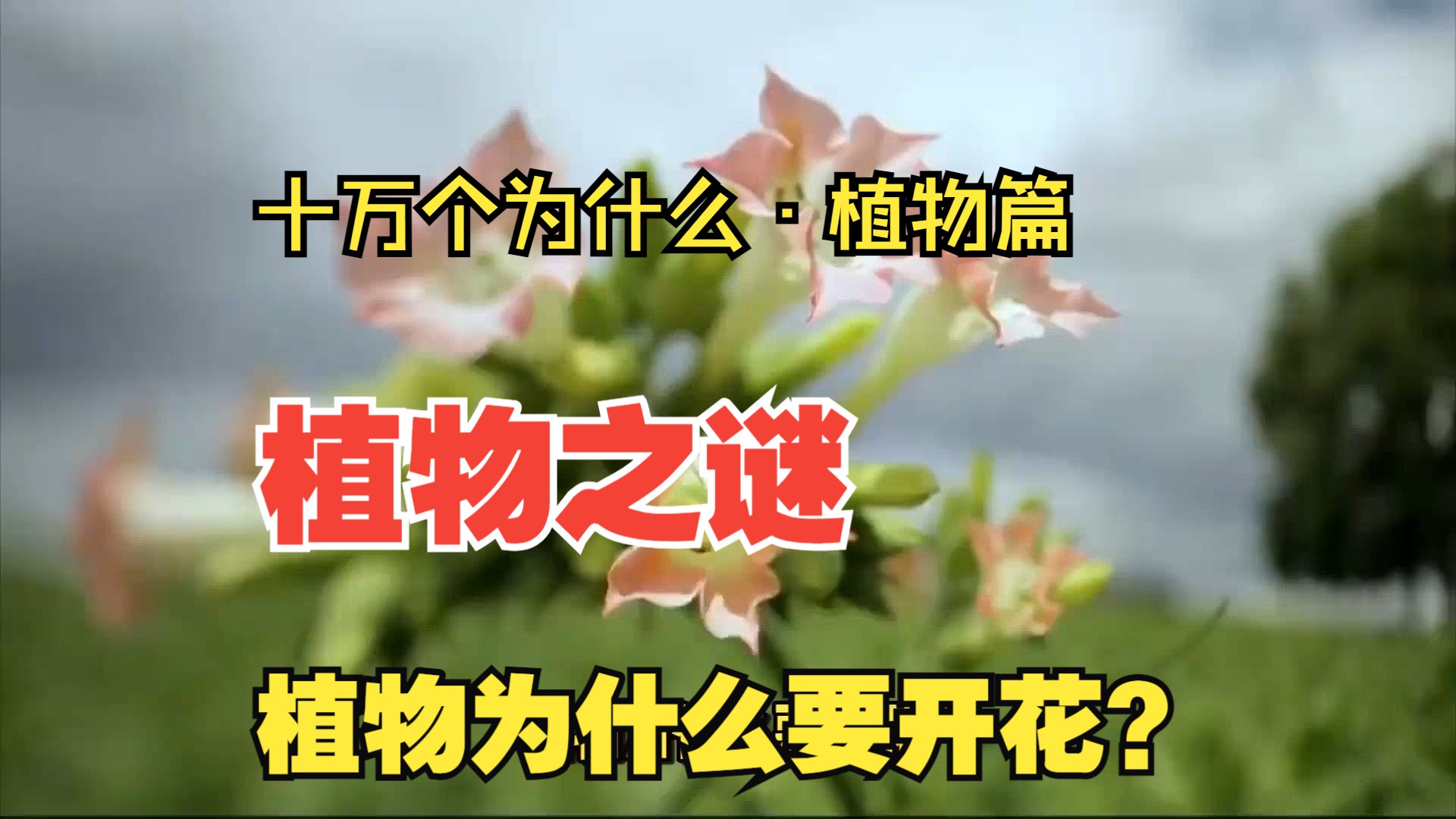 "——十万个为什么·植物篇
