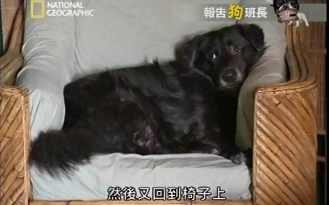 [图]【Dog Whisper】狗语者，黑狗在美国被歧视