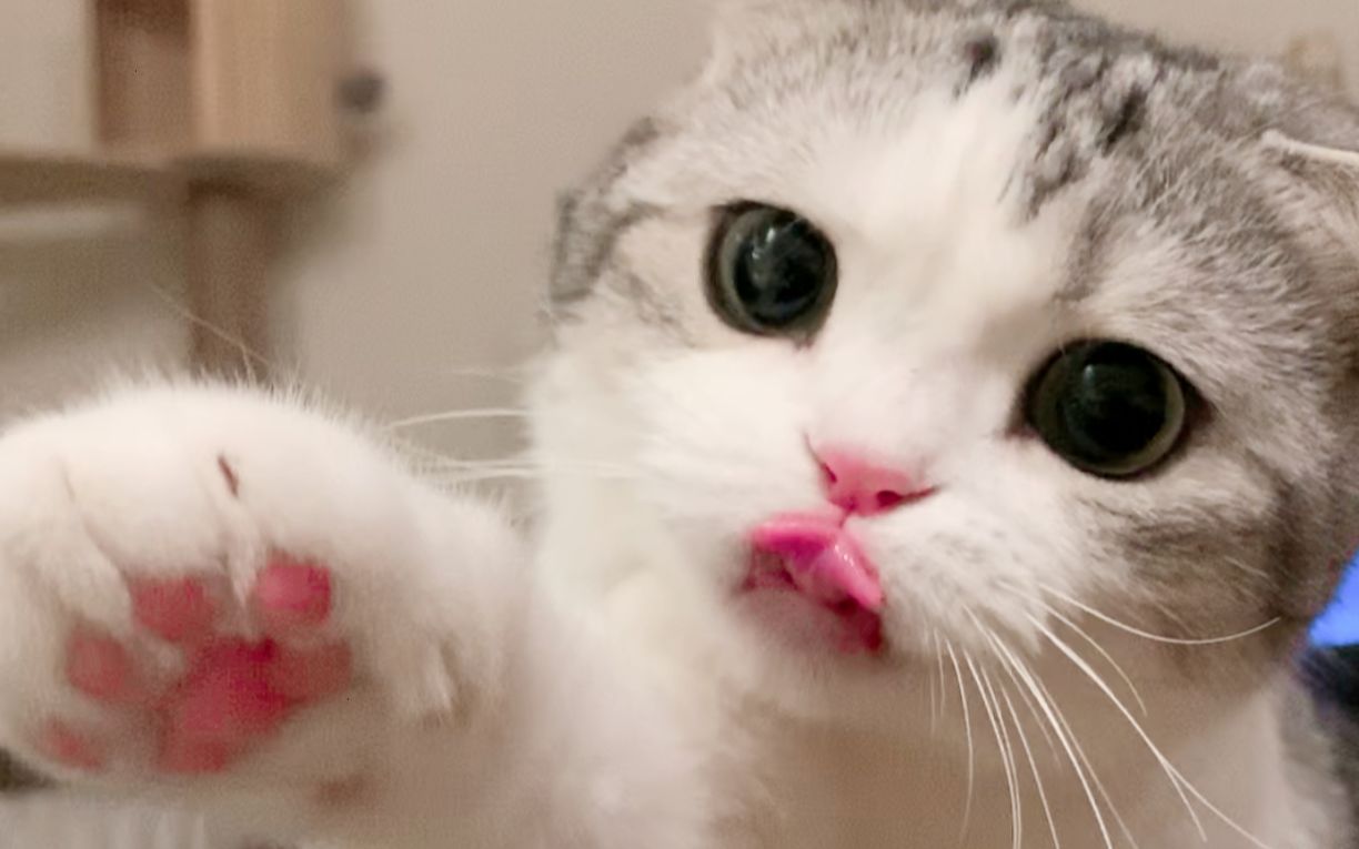 猫咪看见酸奶直接上手,太馋了!