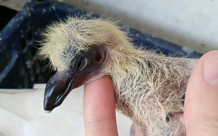 鸽子宝宝成长变色中