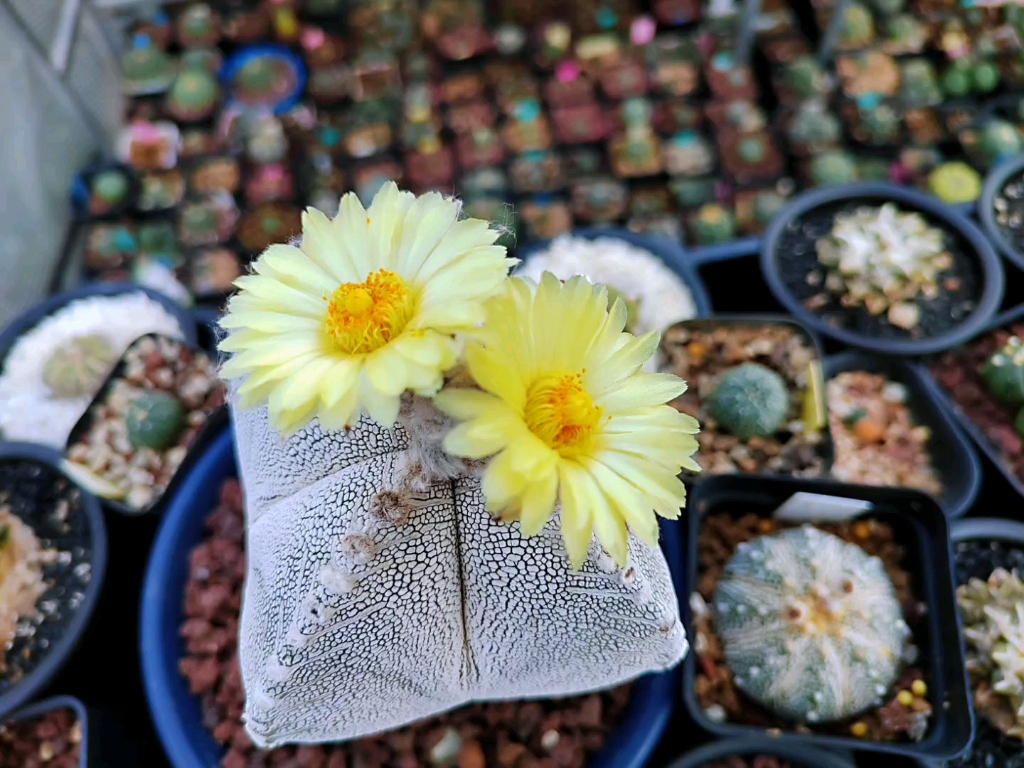 恩冢鸾凤玉仙人球多肉植物星球属