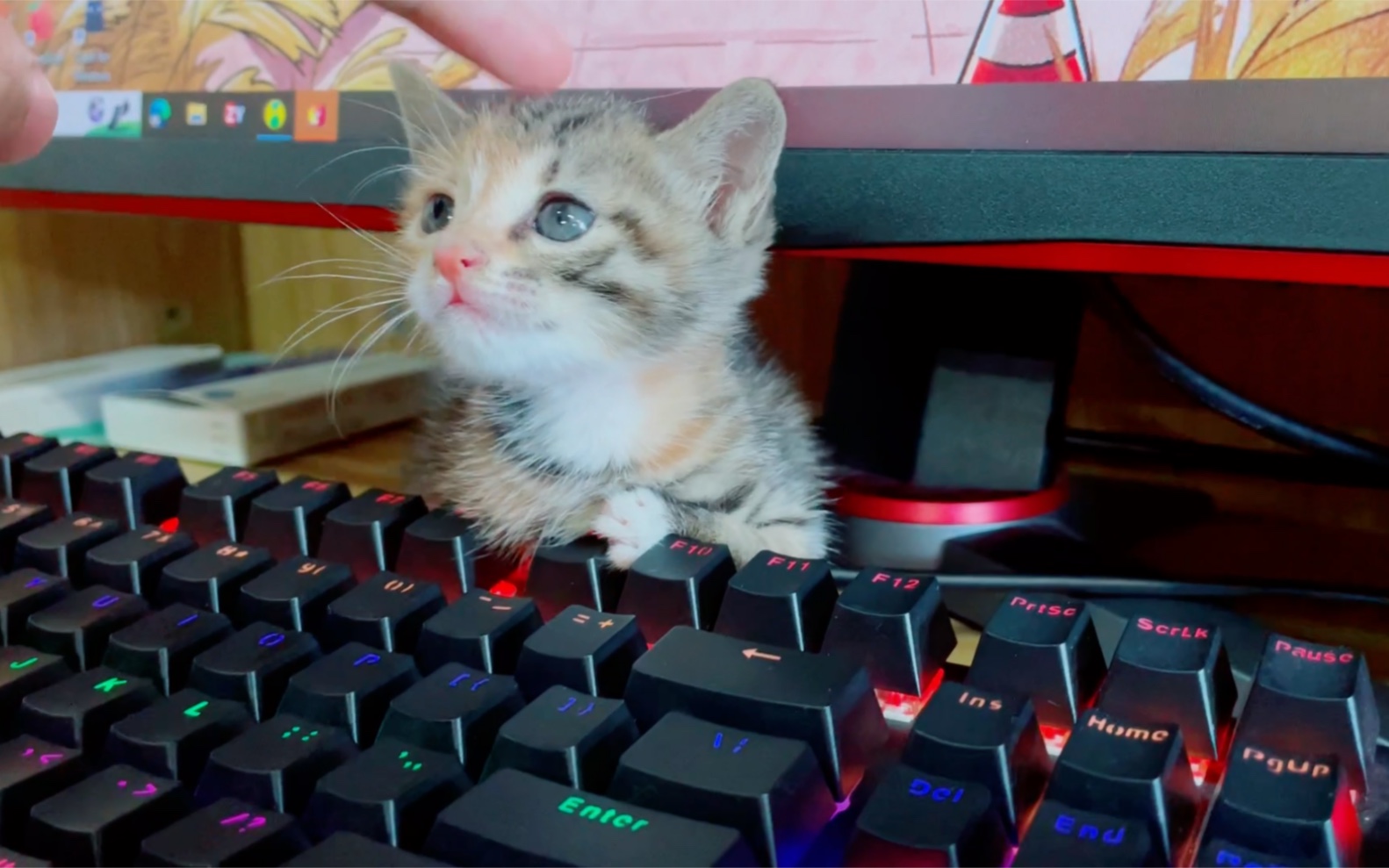 大眼萌键盘侠⌨️