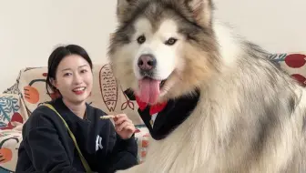 今天遛留守在家的毛孩子，这么萌的阿拉哪里大了