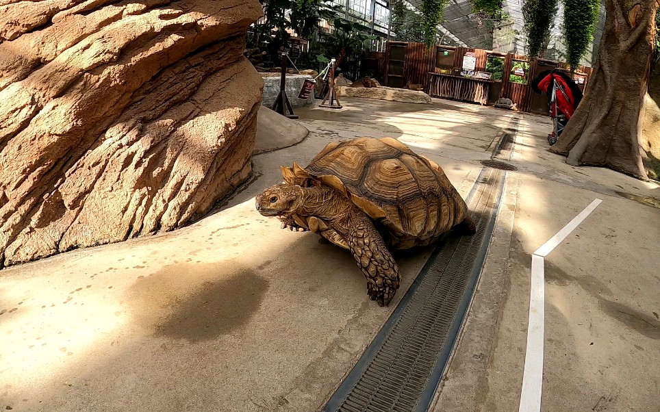 神户动物王国-象龟