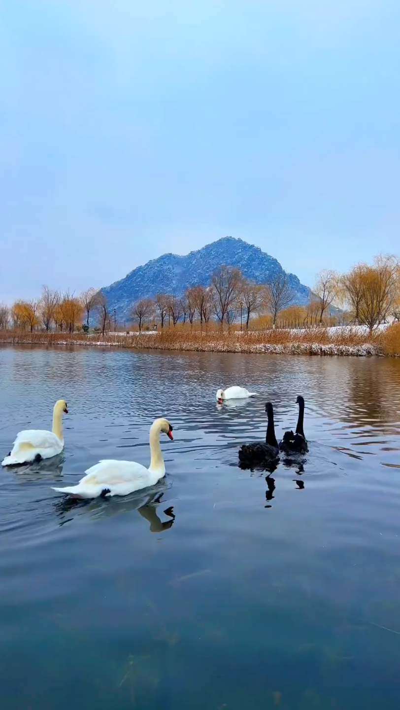 治愈系风景 #冬日 #湖边美景 #雪后美景的人冬天穿好吃