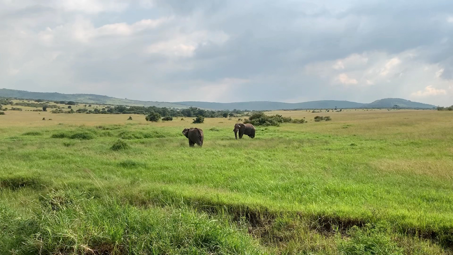 大象们的快乐生活~(又名:震惊!这只公象对自己的兄弟做了这种事!