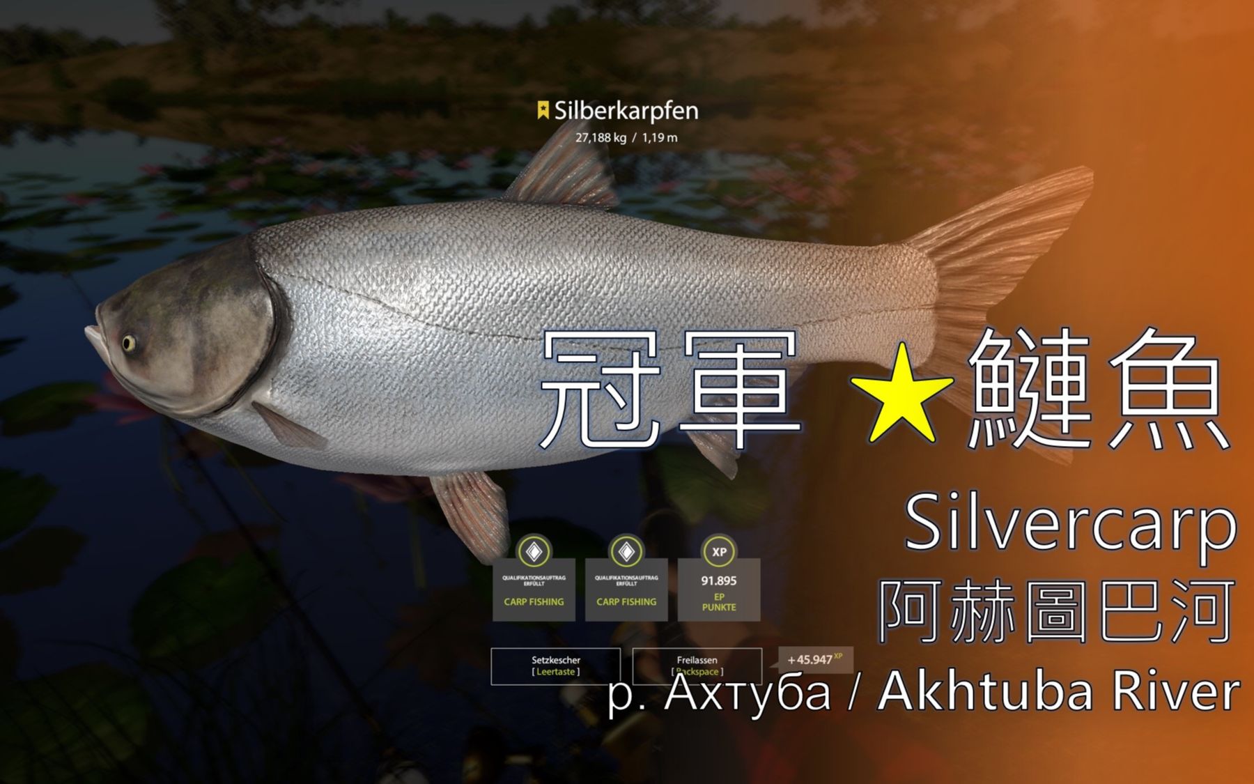 silvercarp图片