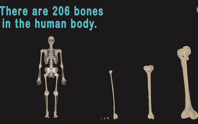 人体骨骼大小比较之歌