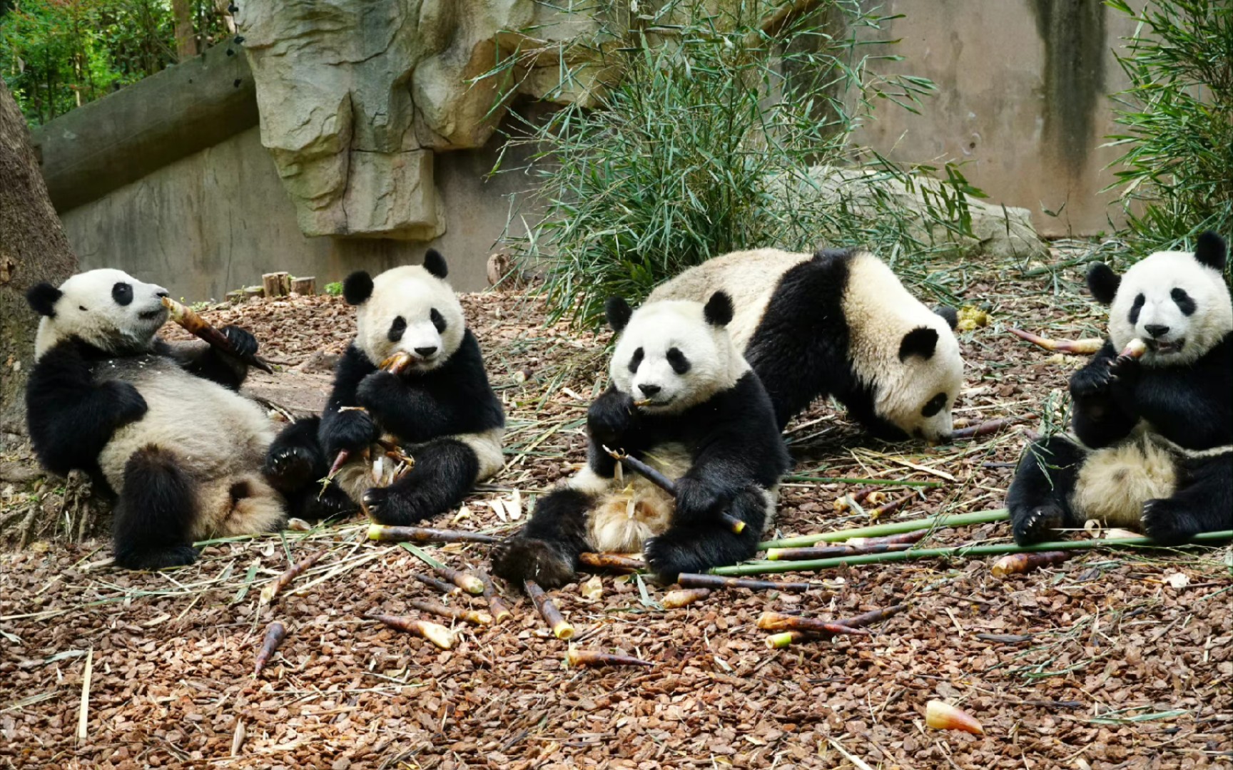 活动作品五只小熊排排坐吃笋金喜福双茱萸金双重阳