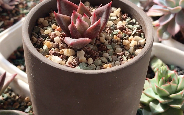 多肉植物 羅密歐 echeveria agavoides remeo 也叫金牛座 以十二星座