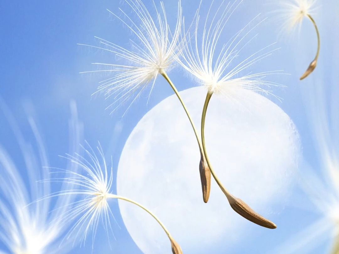 [ 甜宽中字 ] 胜宽 - 蒲公英 ( dandelion )