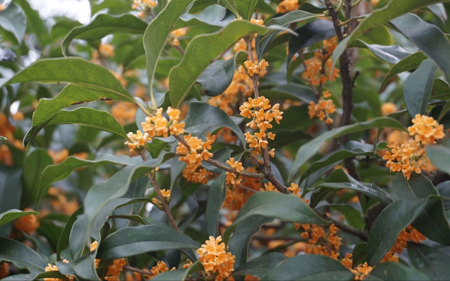 桂花同载酒 ——— 评测hermes云南丹桂_哔哩哔哩 (゜-゜)つロ 干杯