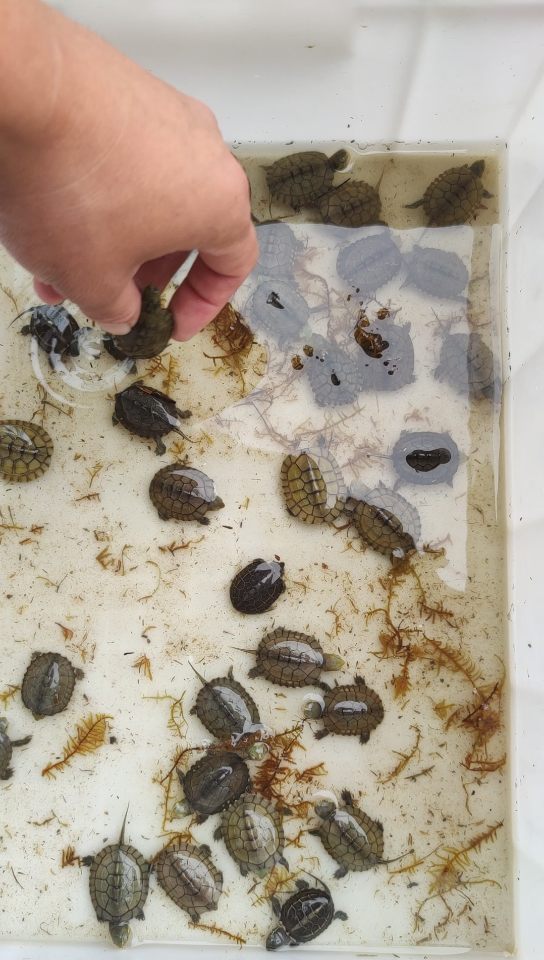 收点小青苗,培育一下留种,看过冬能剩下多少吧,现在对自己的养龟方法