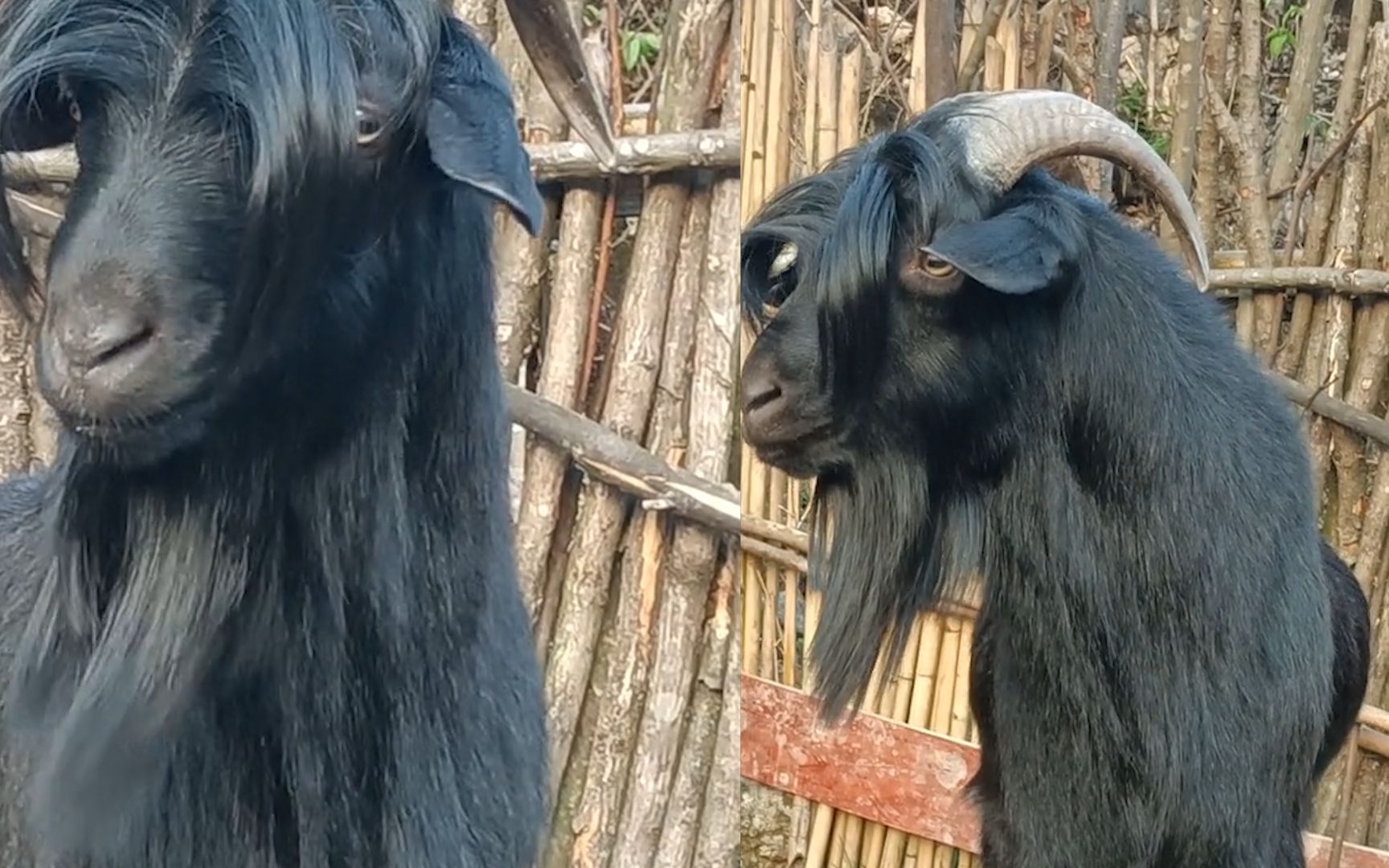 女子遇到会耍帅的中分黑羊,从不正眼看还得甩下头:动物界谢霆锋