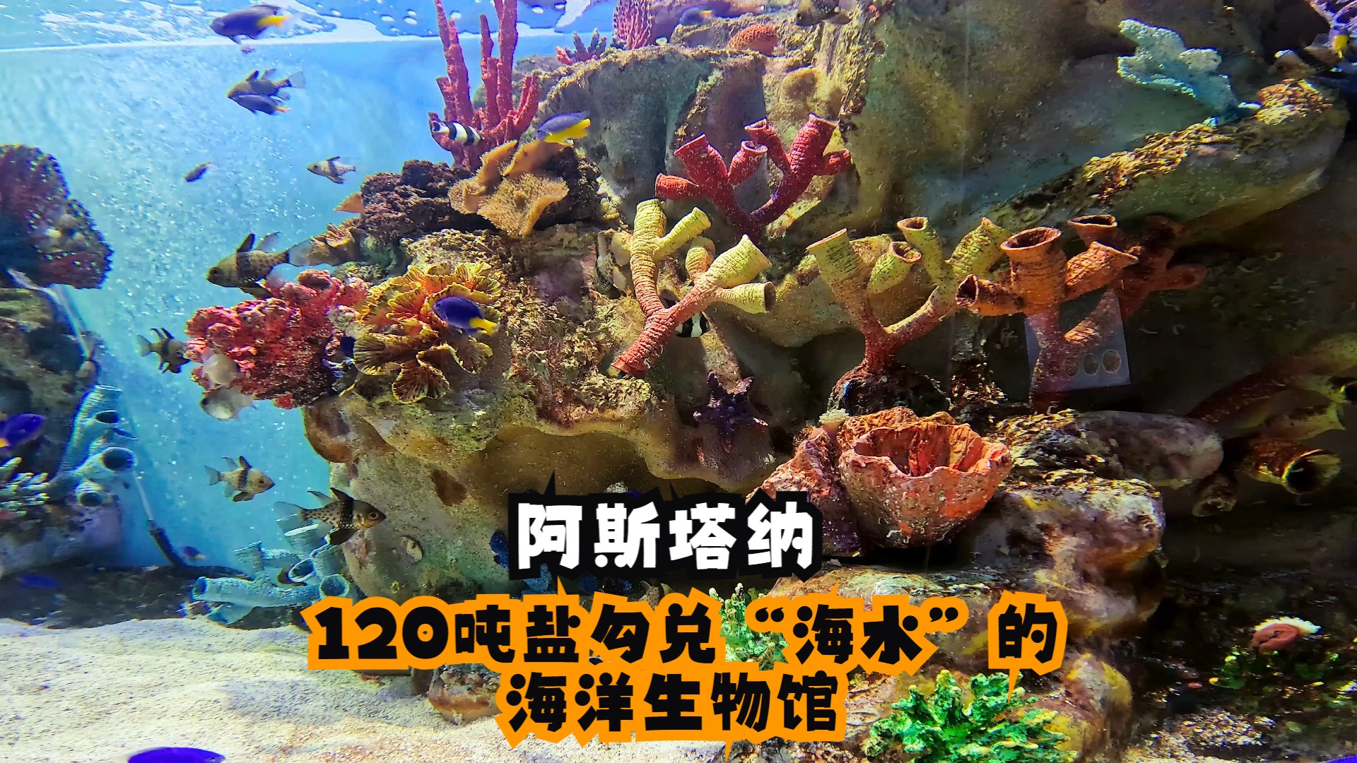 阿斯塔纳的杜曼娱乐中心,用120吨盐勾兑成“海水”的海洋生物馆哔哩哔哩bilibili