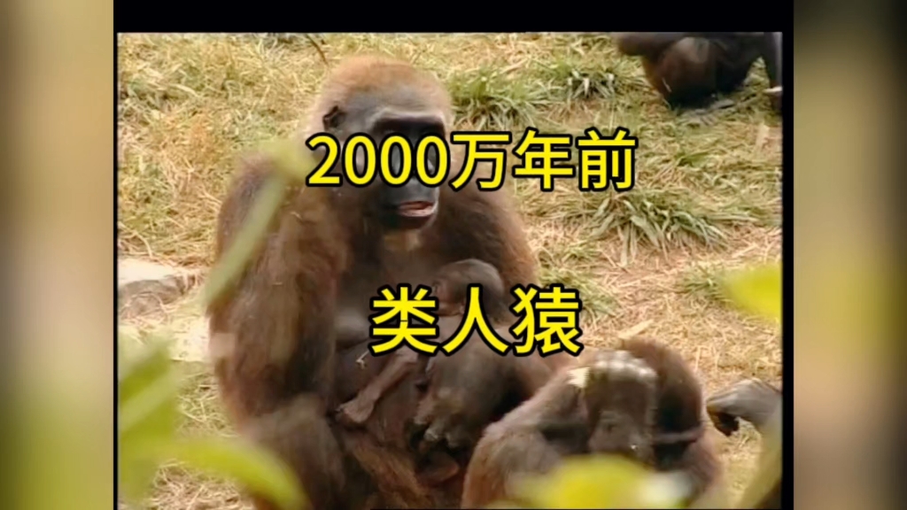 2000万年前图片