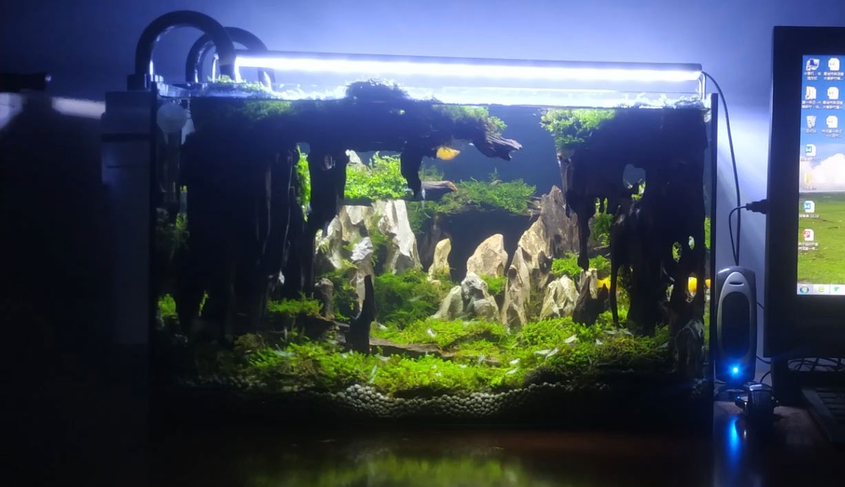 50缸莫斯造景(别有洞天)莫斯