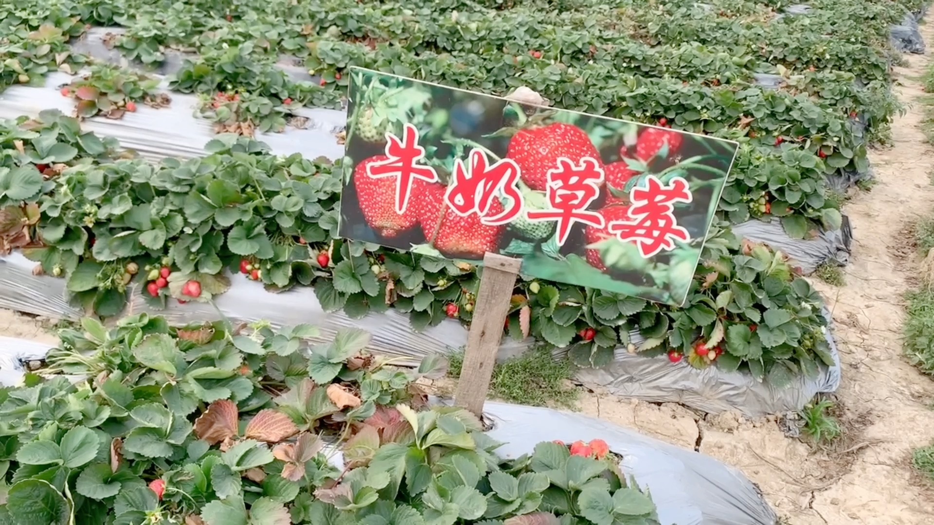 江门礼乐草莓场图片