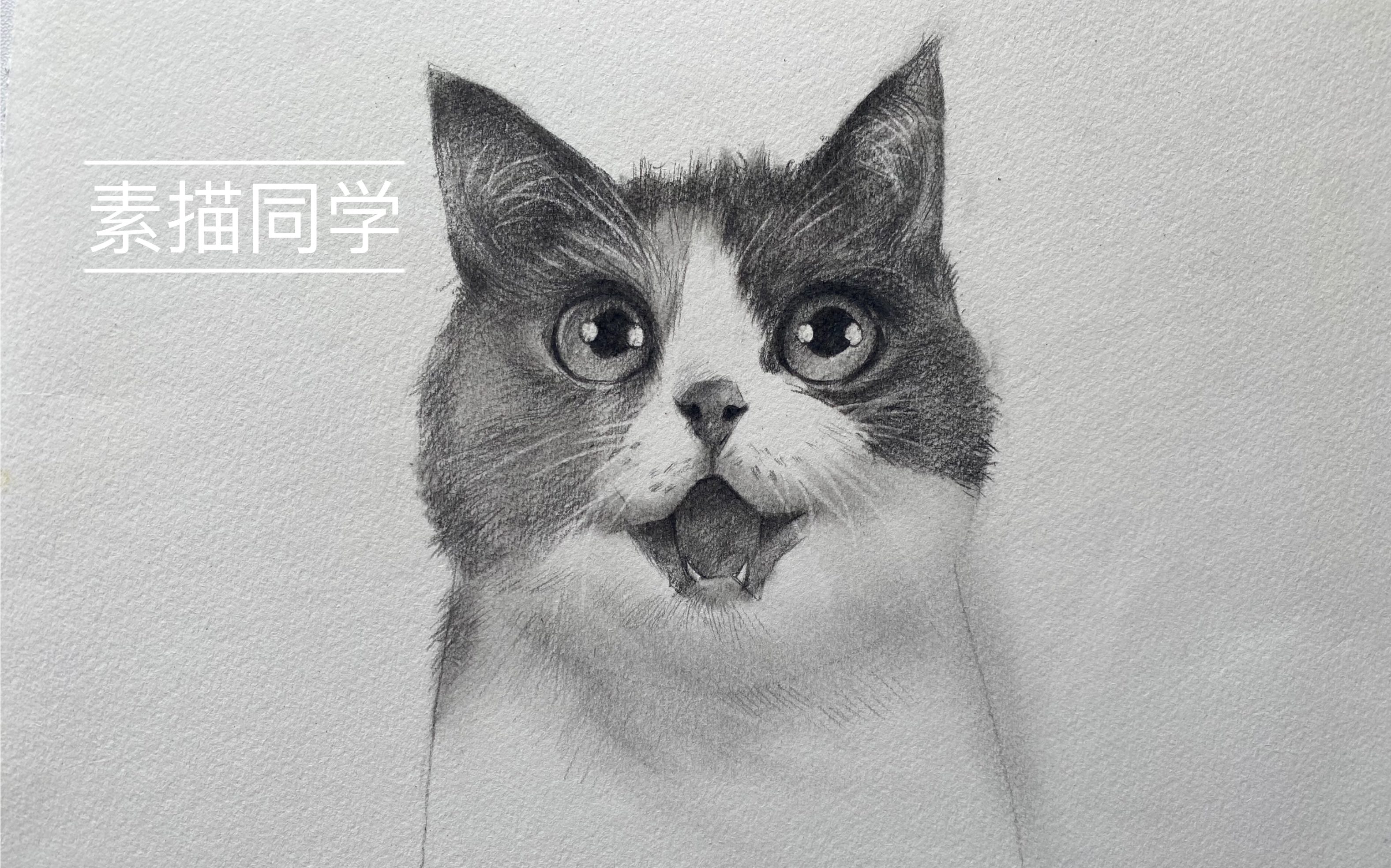 可爱猫咪素描详解