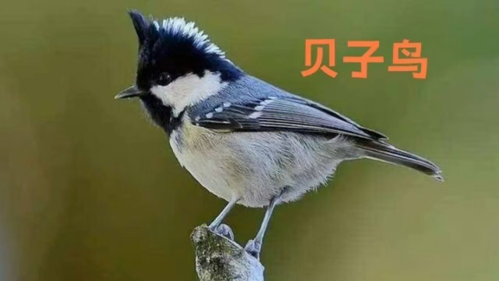 贝子鸟歌声婉转动听清脆悦耳