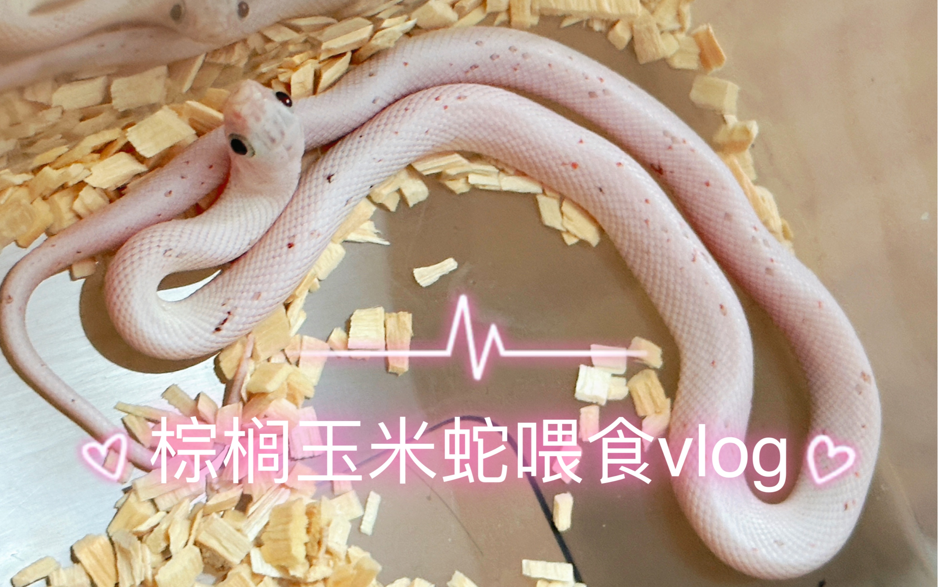 棕榈玉米蛇首次喂食vlog