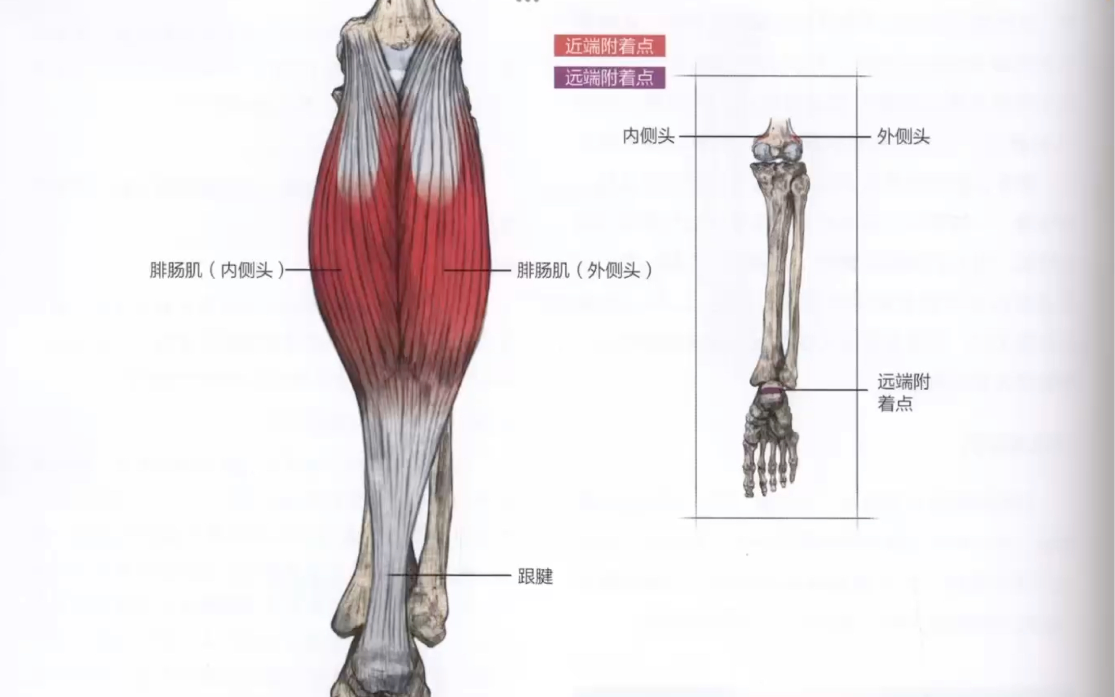 腓肠肌位置图图片