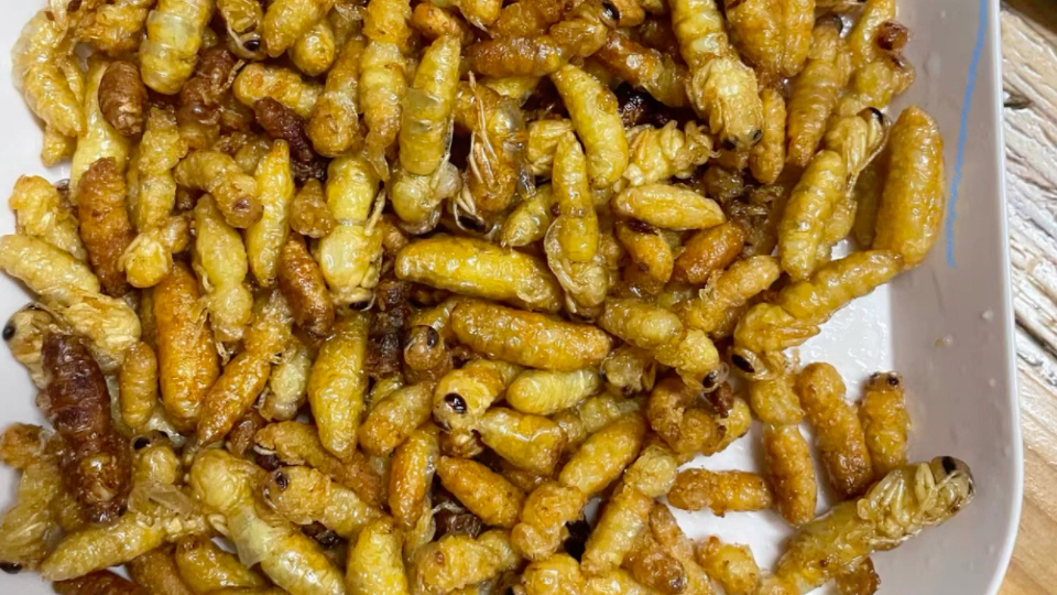 练习做蜂虫_哔哩哔哩_bilibili