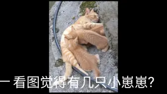 马上就要毕业的哺乳瓶牛奶喝美味 小猫们kittens Drinking Milk 哔哩哔哩 Bilibili