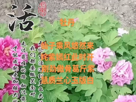 国色天香哔哩哔哩bilibili