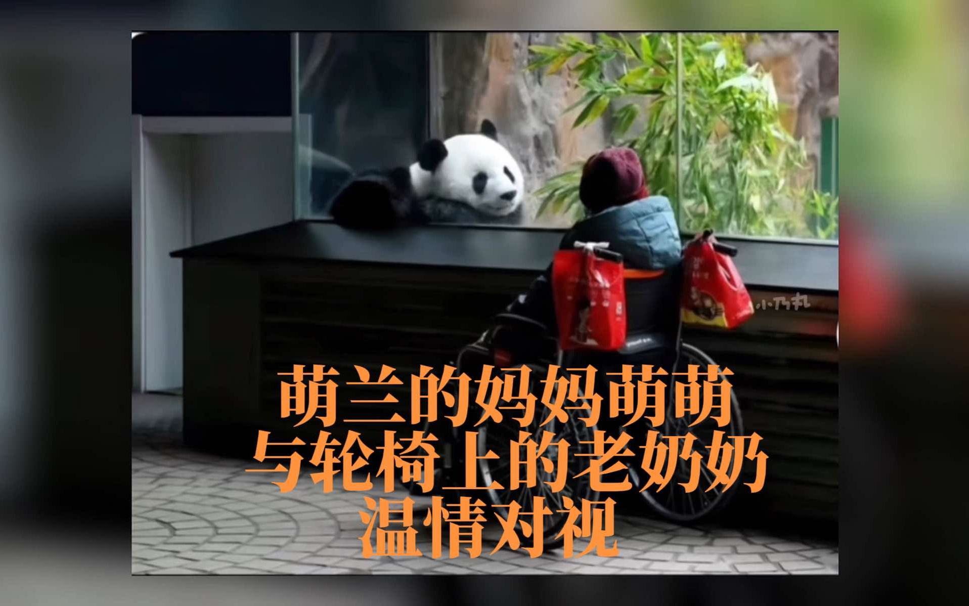 大熊猫萌兰的妈妈萌萌与轮椅上的老奶奶温情对视#好温柔