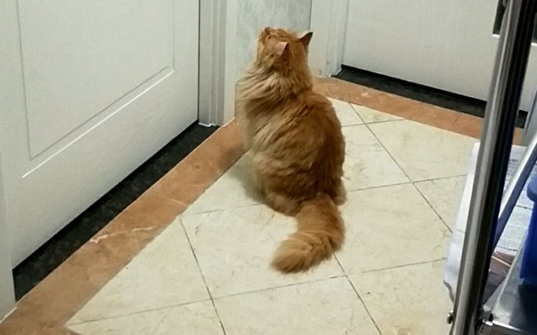 猫咪成精会开门