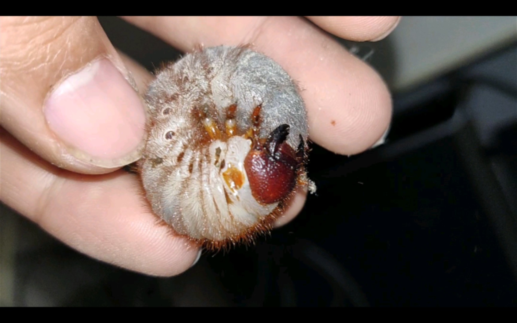 活动  给龙牙姬兜换土发现一个盒子盖子掉了幼虫跑了.