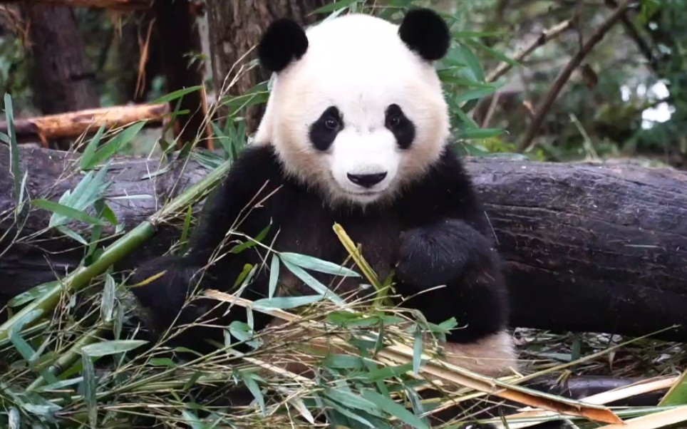 活动  【大熊猫福顺】兢兢业业镜头顺