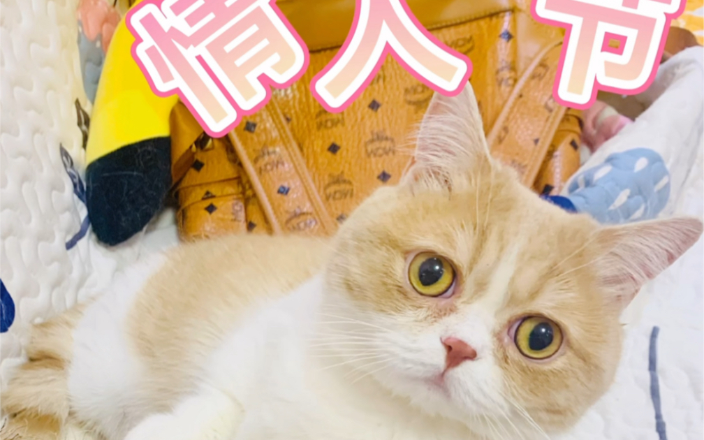 单身喵也要过情人节吧si62k