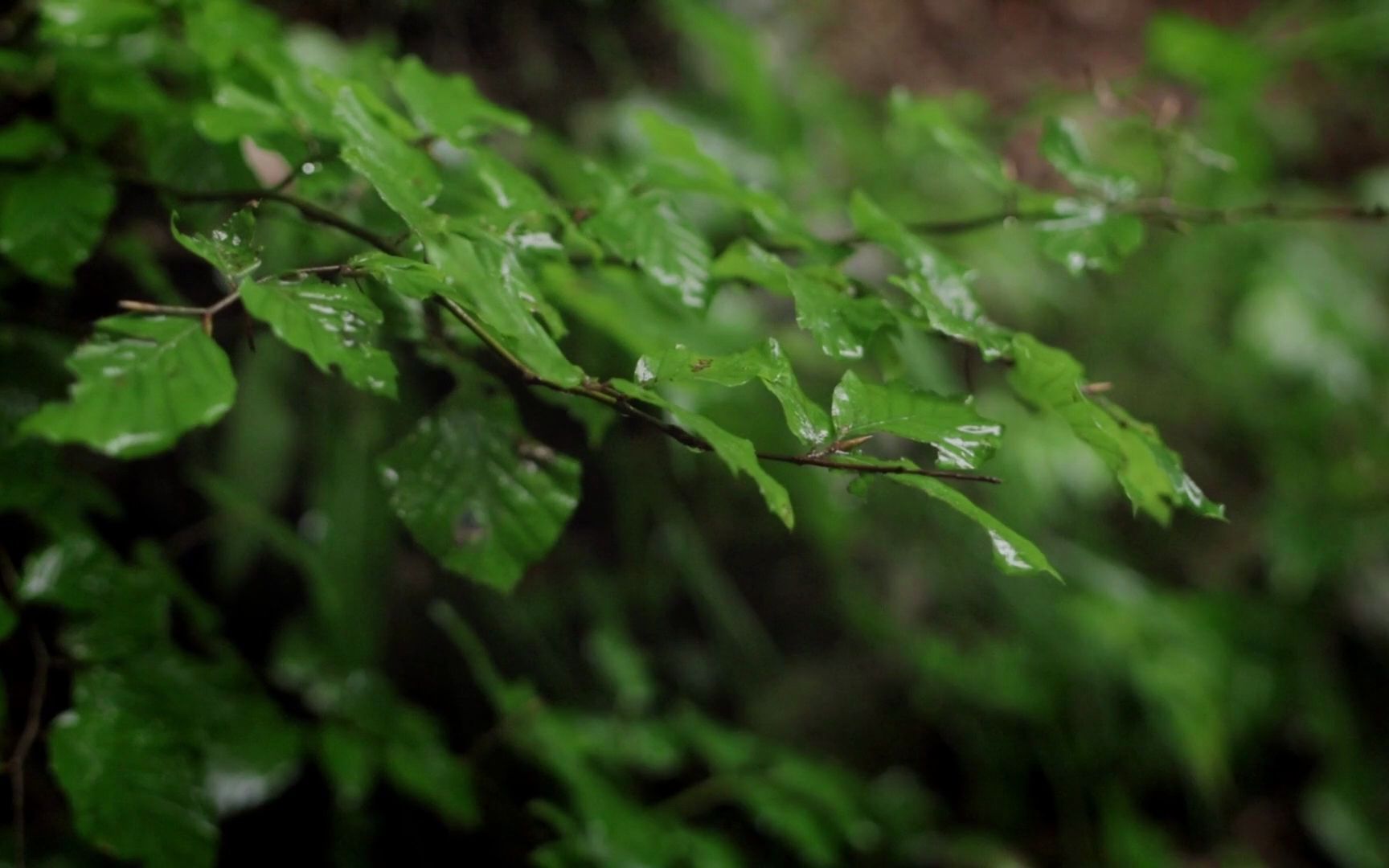 [图]2小时超级柔软的雨声?️跟随雨滴落在树叶上的声音 缓缓的进入梦乡【白噪音】【下雨声】【作业向】【学习向】