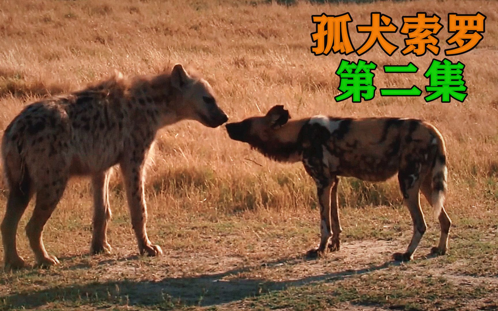 非洲野狗索罗,战花豹战鬣狗!抢别人家孩子!