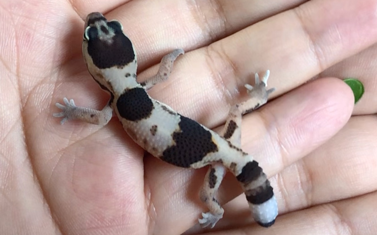 活动  超可爱奶牛肥尾开箱!(可惜断尾了)