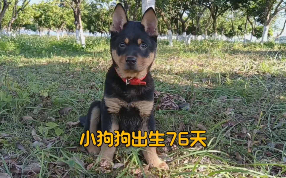 四眼铁包金 #谁说小土狗不可爱 #中华田园犬